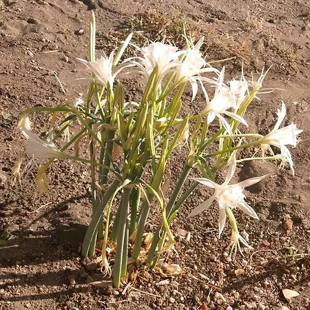 Dom wakacyjny Adore Datca Beach House Döşeme