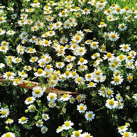 Adore Datca Beach House