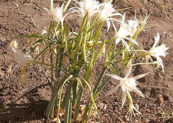 Vakantiehuis Adore Datca Beach House Döşeme