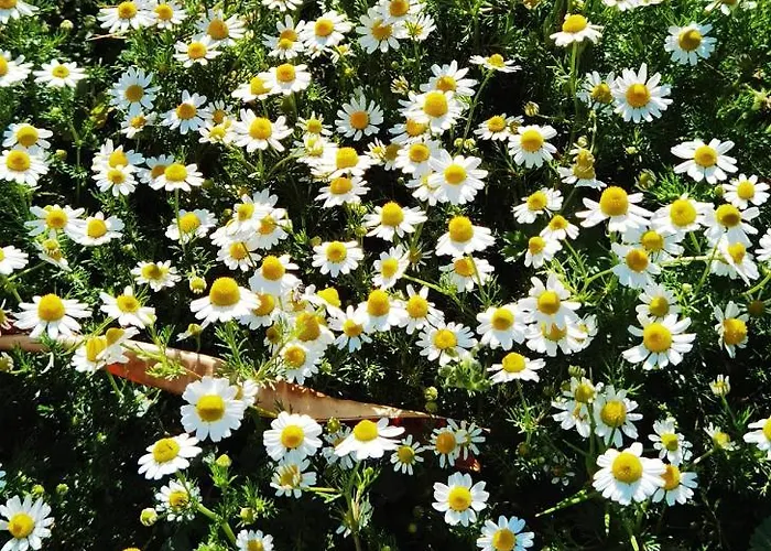 Adore Datca Beach House